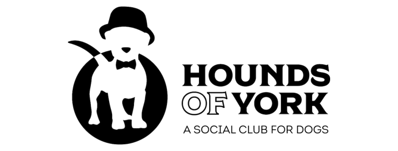 hounds of york toront gold blog